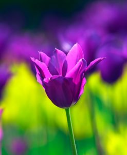 Yume No Muraski Tulip
