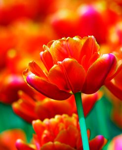 Candy Apple Delight Tulips 2