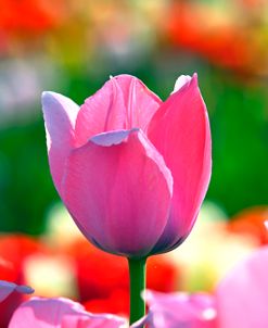 Esta Bonita Tulip 1