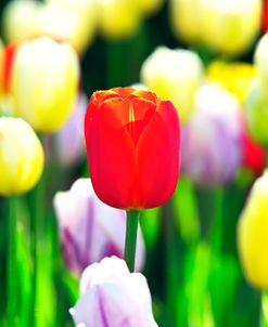 Flaming Red Tulip 1