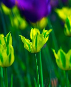 Green Mile Tulips 1
