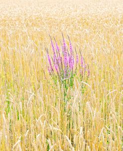 Field Cow-Wheat