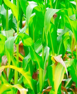 The Leaves of Corn on the Cob