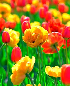Angles’ Wish Tulips