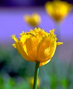 Big Smile Tulips