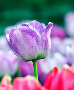 Blue Wow Tulip