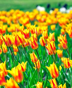 Firecracker Tulips