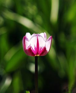 Happy Generation Tulip