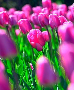 Lasting Love Tulips 1