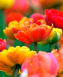 Orange Emperor Tulip 1