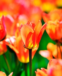 Orange Emperor Tulip 2