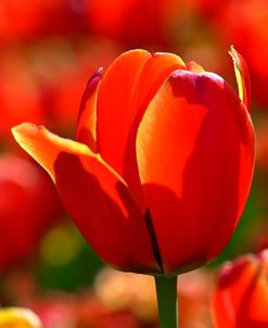 Orange Juice Tulips