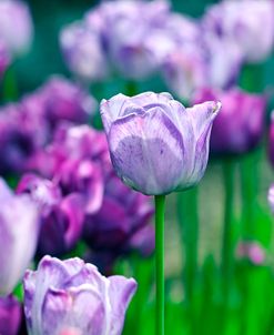 Blue Wow Tulips Group
