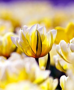 Canyon Tulip Purple