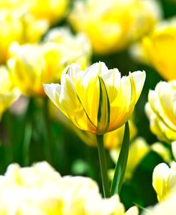 Canyon Tulip Yellow