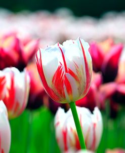 Carnaval De Rio Tulips