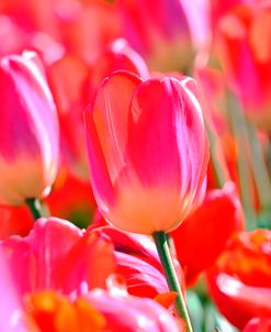 Vogue Tulips
