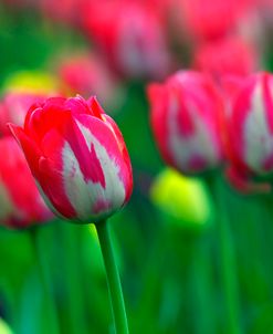 Red White Tulips