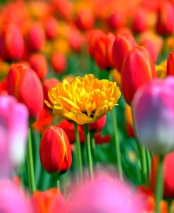 Sweet Valley Tulips 1