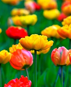 Sweet Valley Tulips 2