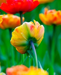 Sweet Valley Tulips 3