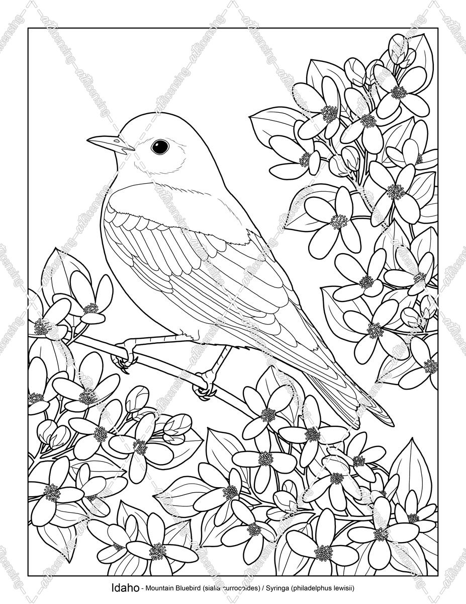 State Birds And Flowers ID