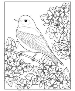 State Birds And Flowers ID