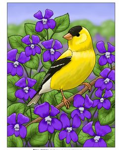 State Birds And Flowers NJ – Color