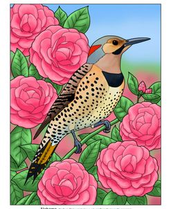 State Birds And Flowers AL Color