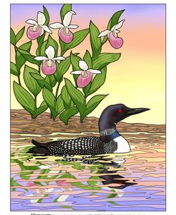 State Birds And Flowers MN Color