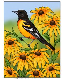 State Birds And Flowers MD Color