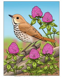 State Birds And Flowers VT Color