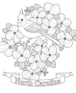 State Bird And Flower Nc Line Art