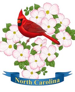 State Bird And Flower Nc Color