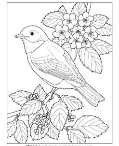 State Birds And Flowers MO