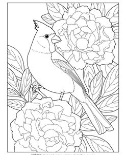 State Birds And Flowers IN