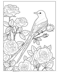State Birds And Flowers OK