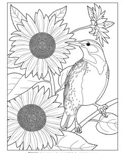 State Birds And Flowers KS