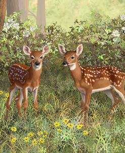 Twin Whitetail Fawns