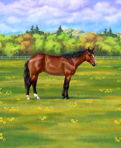 Bay Quarter Horse in Summer Pasture