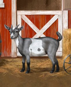 Gray Spotted Goat In Barnyard