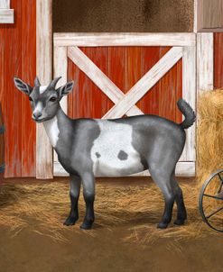 Gray Spotted Goat In Barnyard