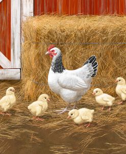 Sussex Hen And Chicks In Barnyard