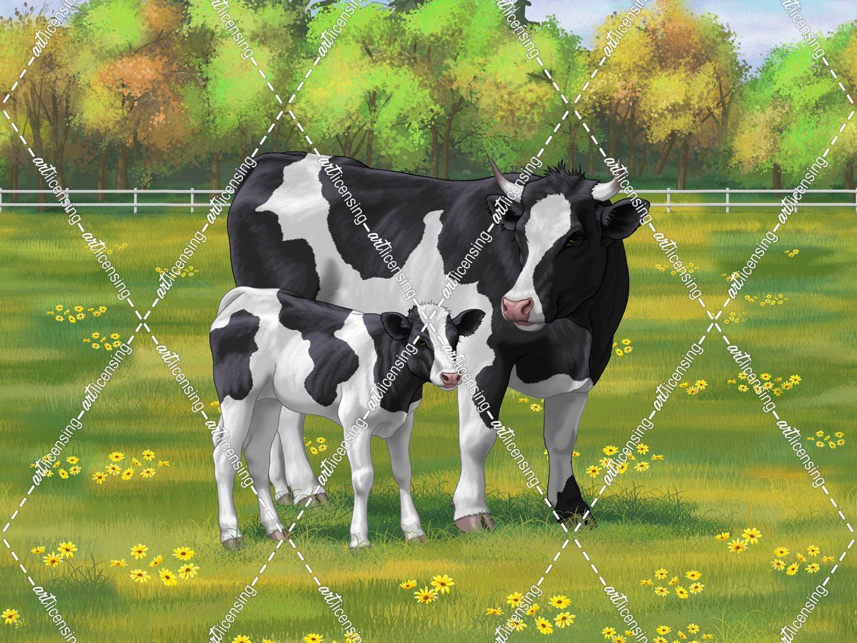 Holstein Cow Calf In Summer Pasture