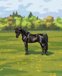 Arabian Horse Standing Spring Pasture Black