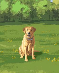 Labrador Retriever In Grassy Field Yellow