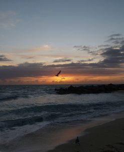 Haulover Sunrise 39