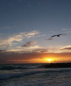 Haulover Sunrise 52