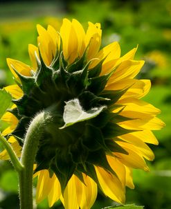 Sunflower1