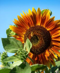 Sunflower9
